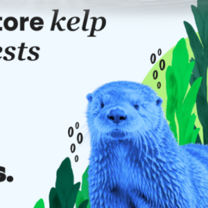 Dots.eco - Restore Kelp Forests Voucher