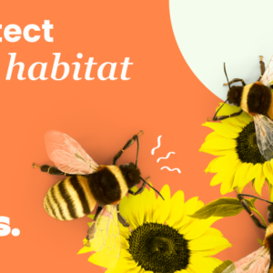Dots.eco - Protect Bee Habitat Voucher